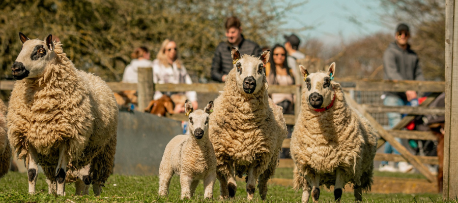 Cotswold Townhouse – Adults Only - Father’s Day in the Cotswolds 2026: The Ultimate Guide to Days Out, Dining & Gifts Cotswolds Farm Park
